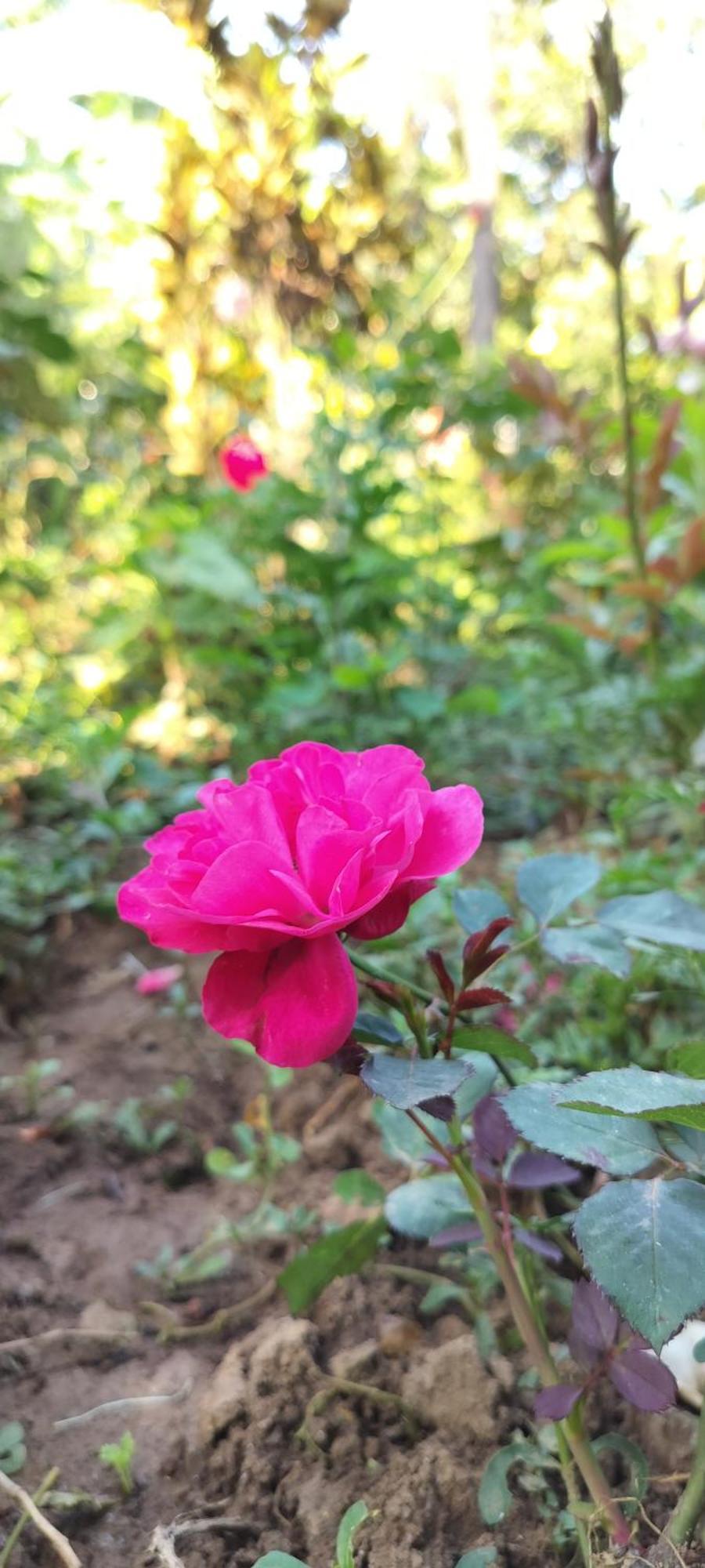 Royal Palm Homestay Madikeri Esterno foto